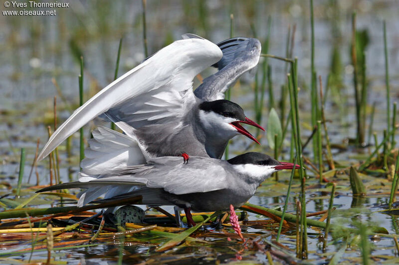 Whiskered Tern adult