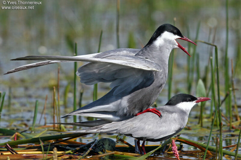 Whiskered Tern adult