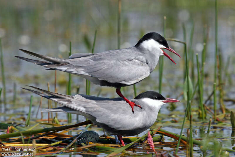 Whiskered Ternadult breeding, pigmentation, mating.