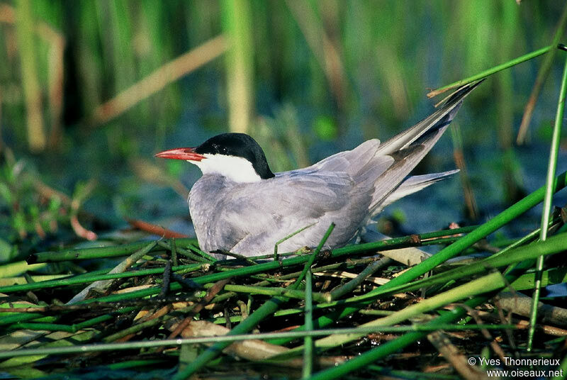 Whiskered Tern