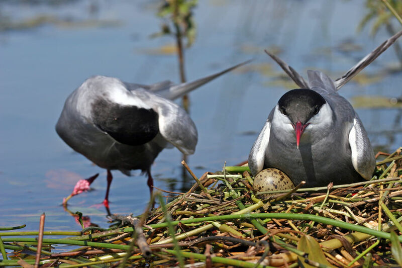 Whiskered Tern