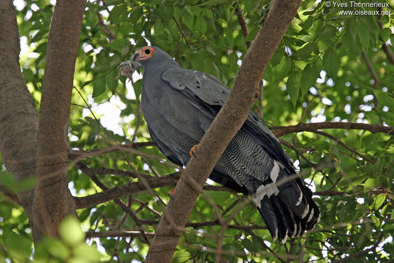 Gymnogène d'Afriqueadulte