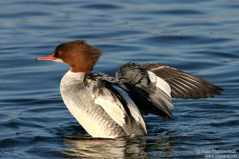 Common Merganser