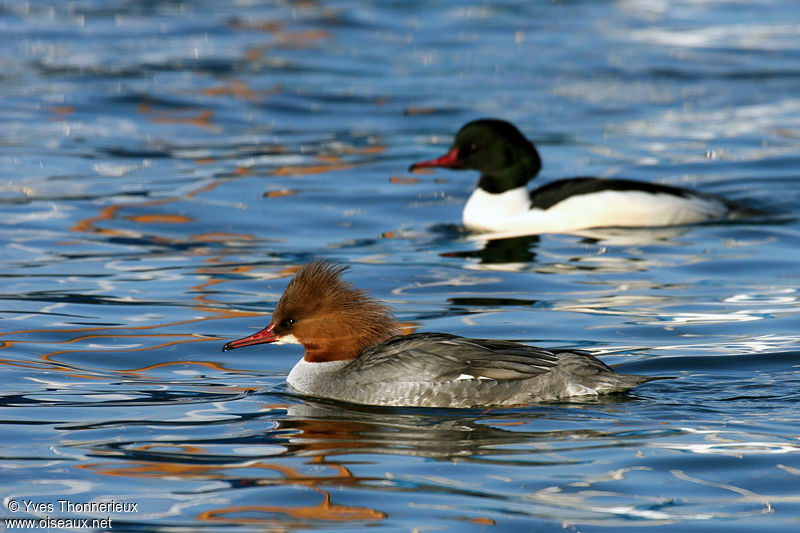 Common Merganser