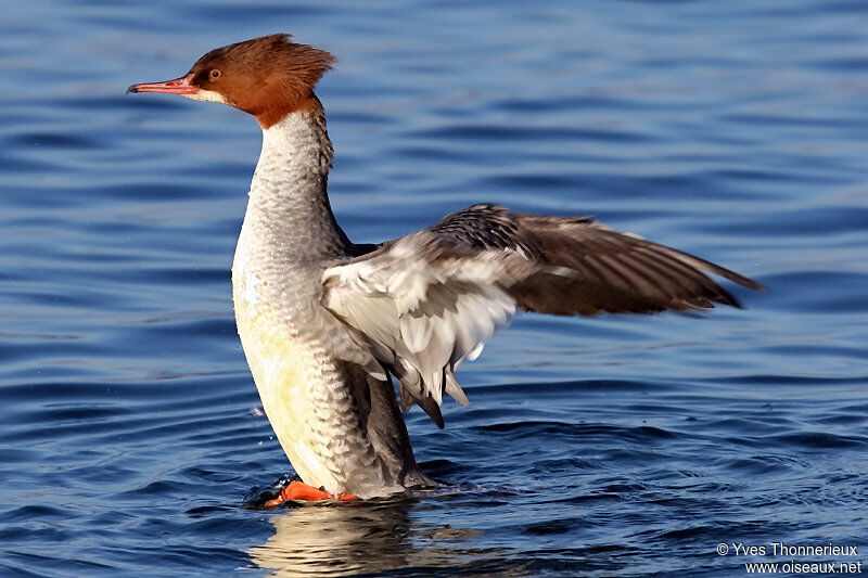 Common Merganser