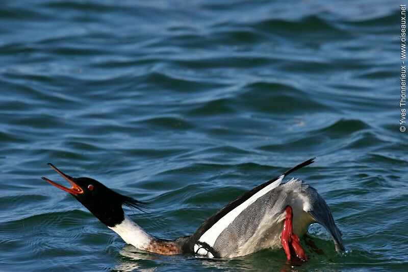 Red-breasted Merganser