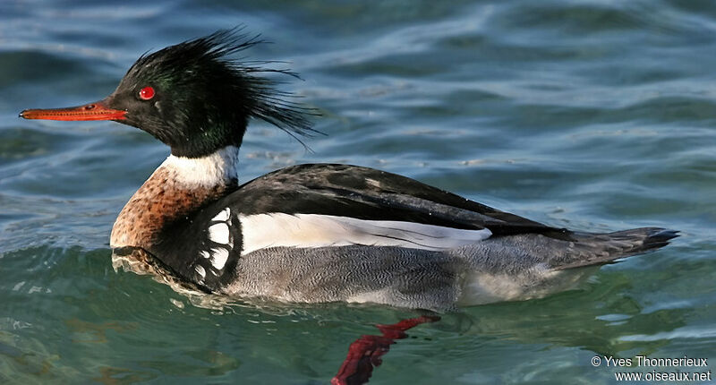 Red-breasted Merganser