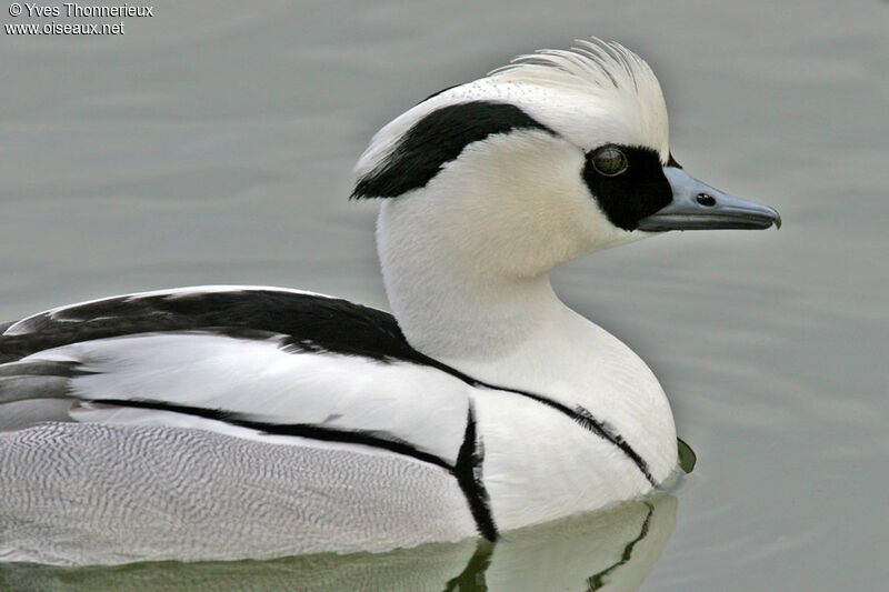 Smew