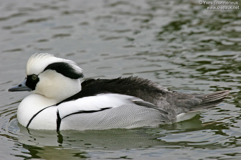 Smew