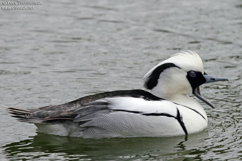 Smew