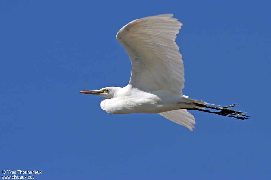 Yellow-billed Egretadult, Flight