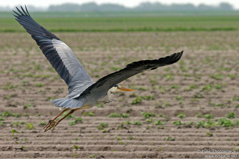 Grey Heronadult