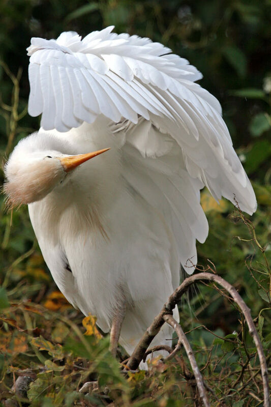 Western Cattle Egret