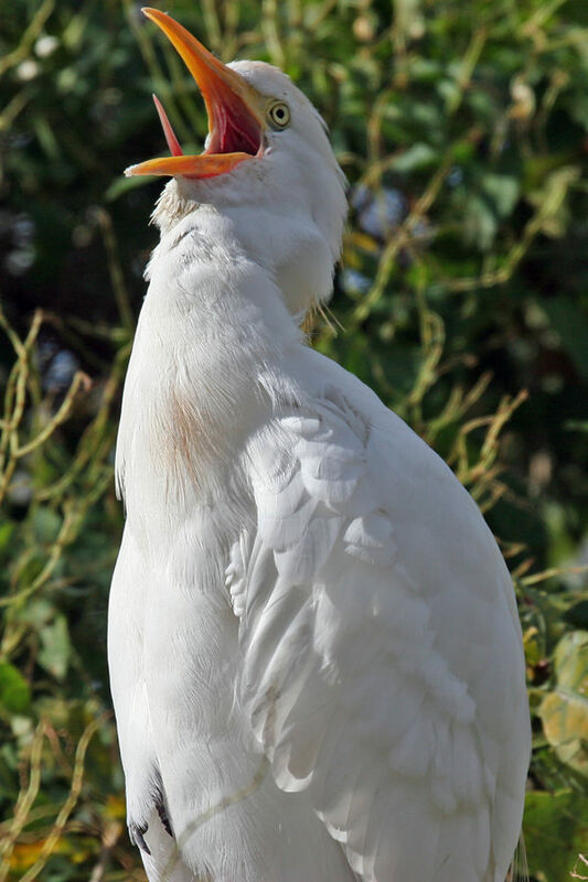 Western Cattle Egret