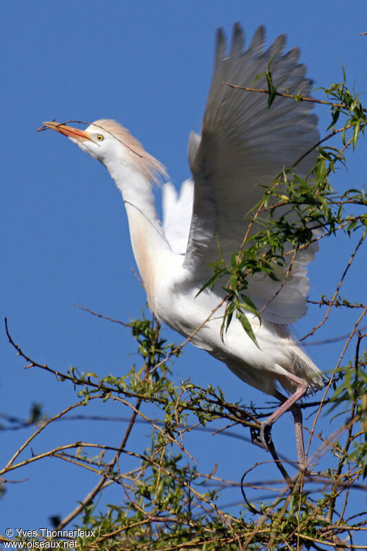 Western Cattle Egretadult