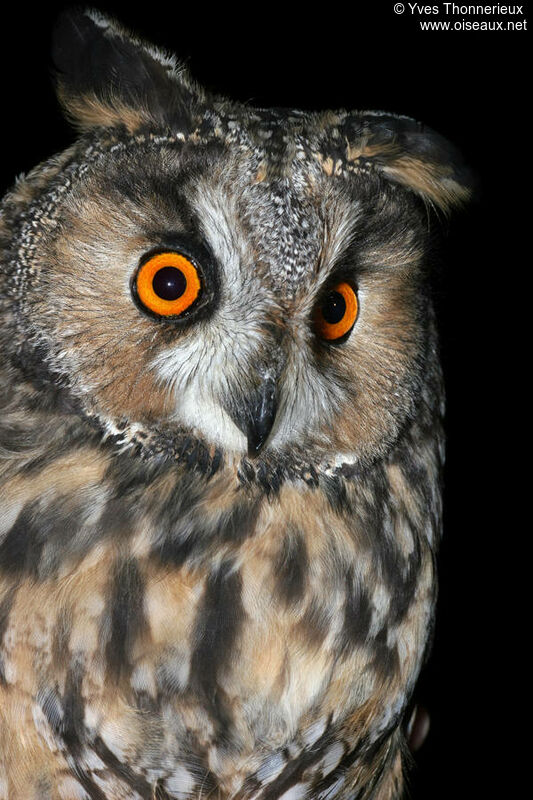 Long-eared Owl