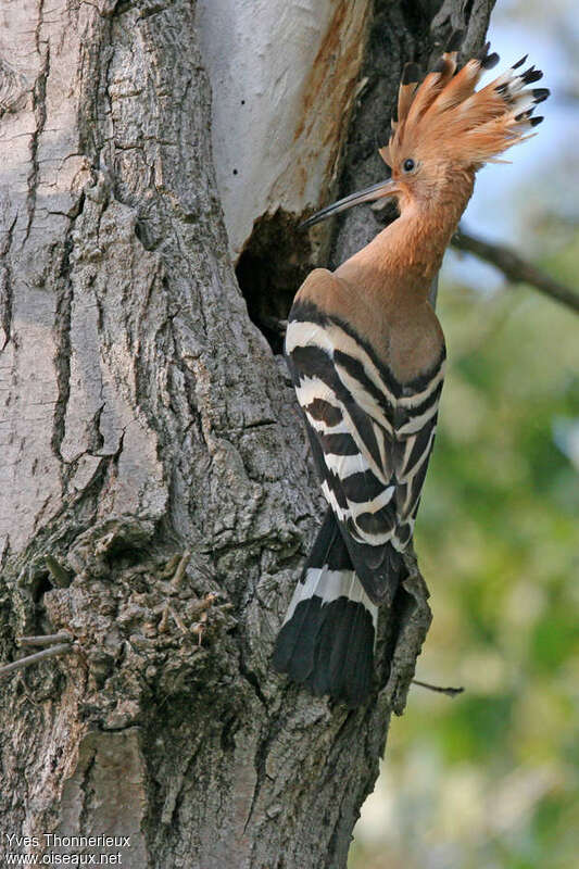 Eurasian Hoopoeadult, Reproduction-nesting