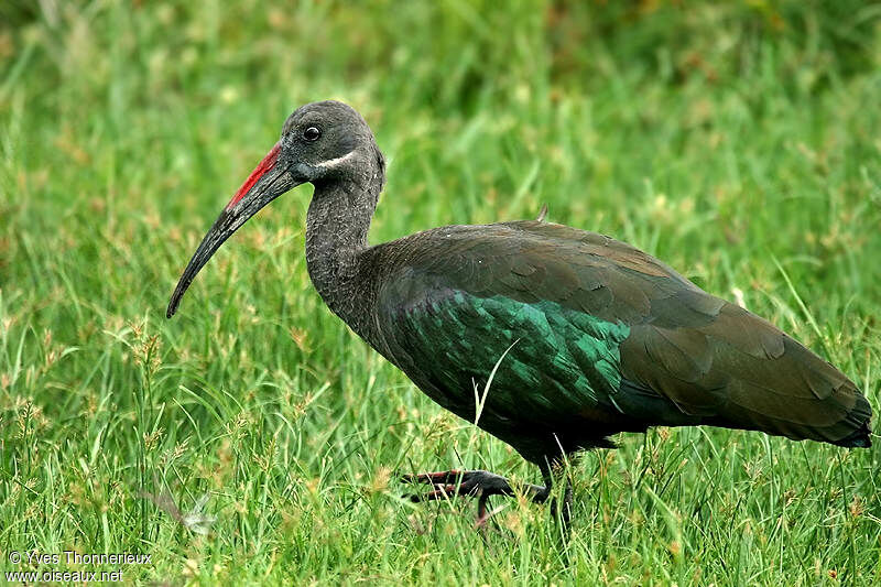 Hadada Ibis