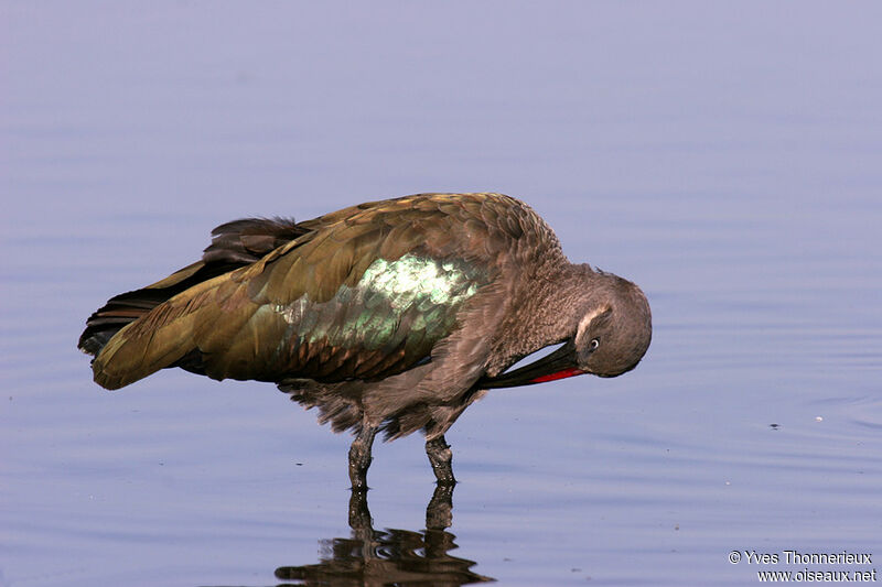 Hadada Ibis