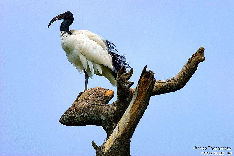 African Sacred Ibis