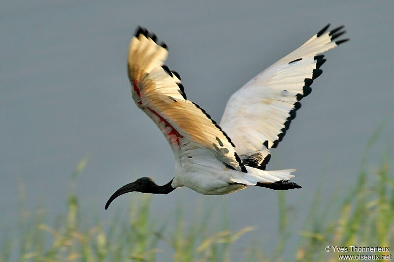 African Sacred Ibis