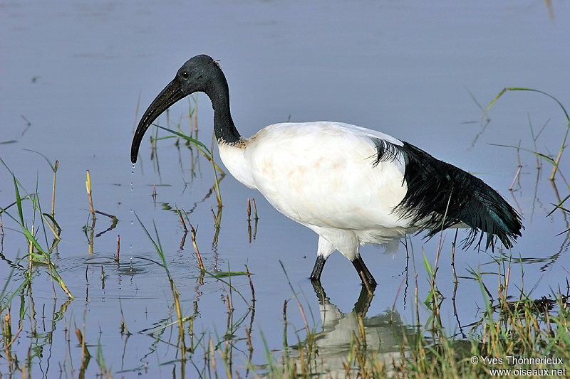 African Sacred Ibis