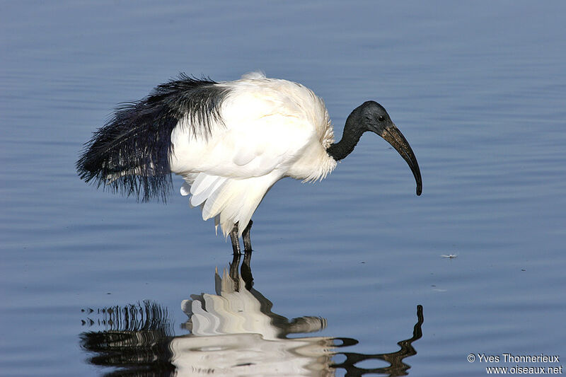 African Sacred Ibis