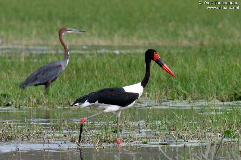 Saddle-billed Stork female adult