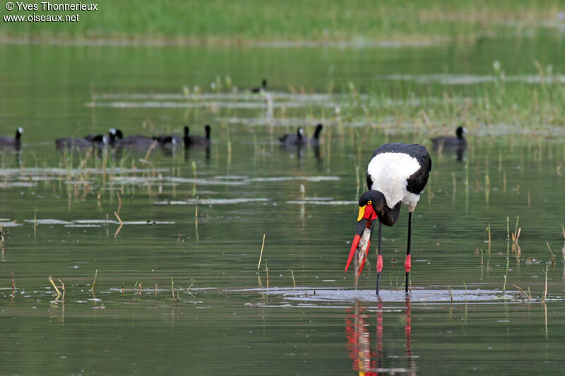 Saddle-billed Stork female adult