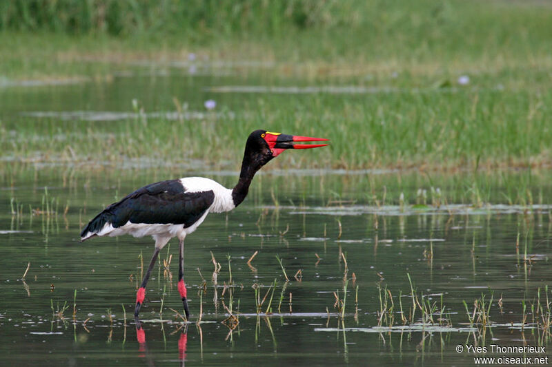 Saddle-billed Stork female adult