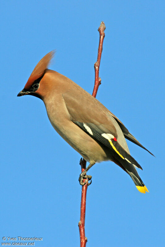 Bohemian Waxwing