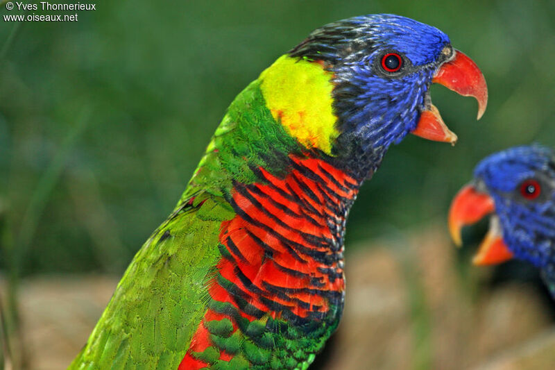 Coconut Lorikeetadult