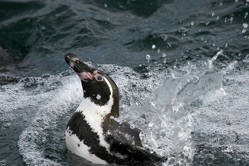 Humboldt Penguin