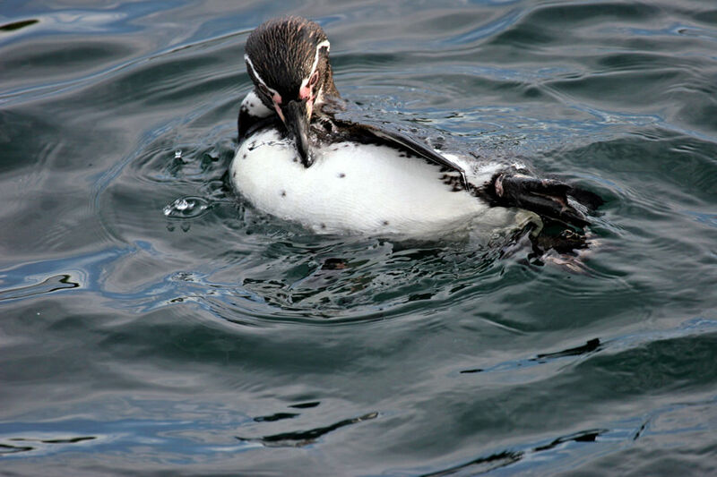 Humboldt Penguin