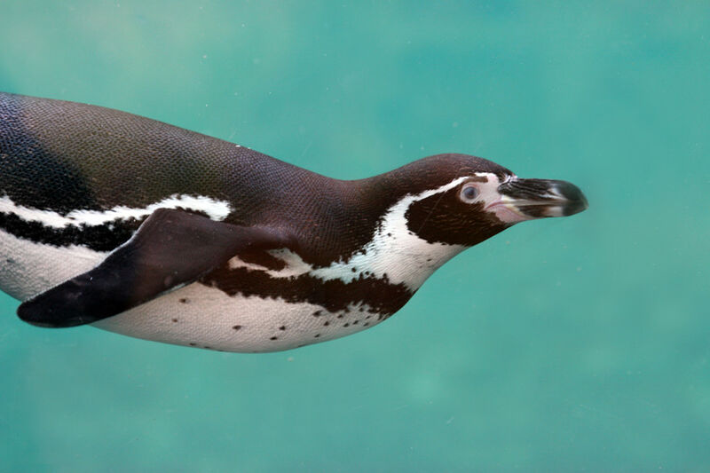 Humboldt Penguin