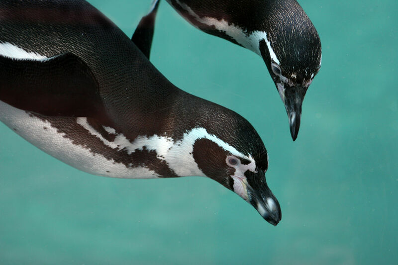 Humboldt Penguin