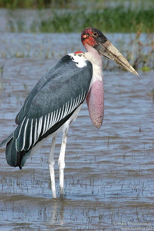 Marabou Stork