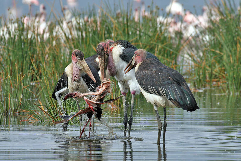 Marabou Stork