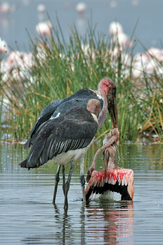 Marabou Stork