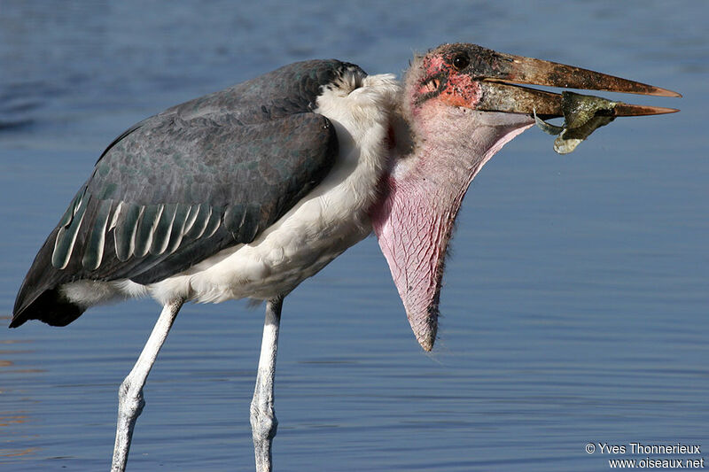 Marabou Stork