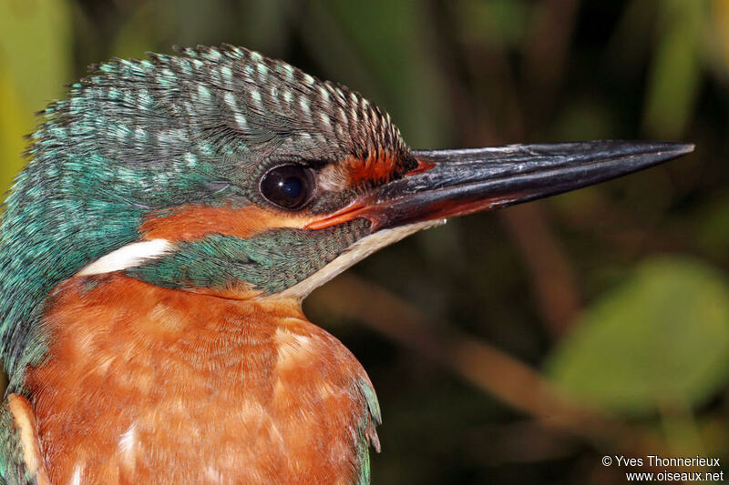 Common Kingfisherjuvenile