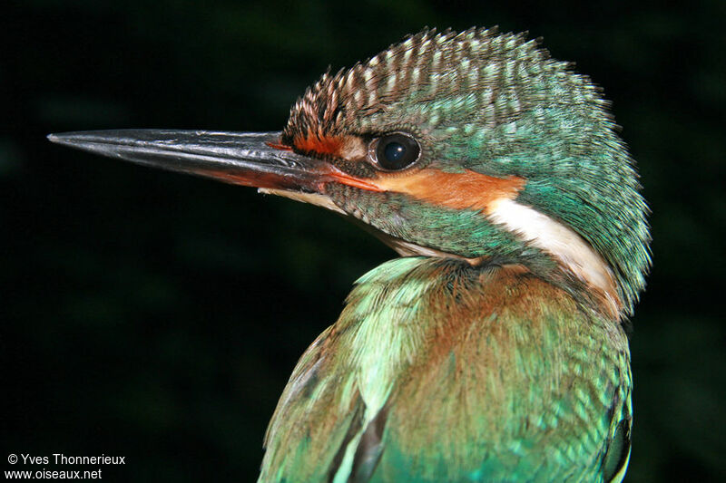 Martin-pêcheur d'Europejuvénile