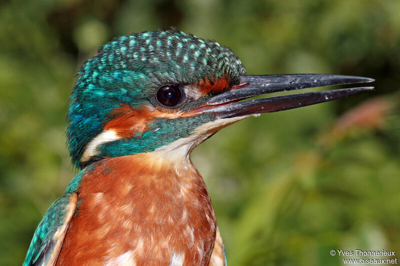 Common Kingfisherjuvenile