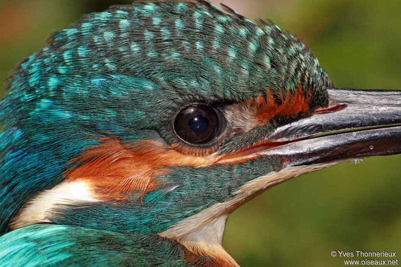 Common Kingfisherjuvenile