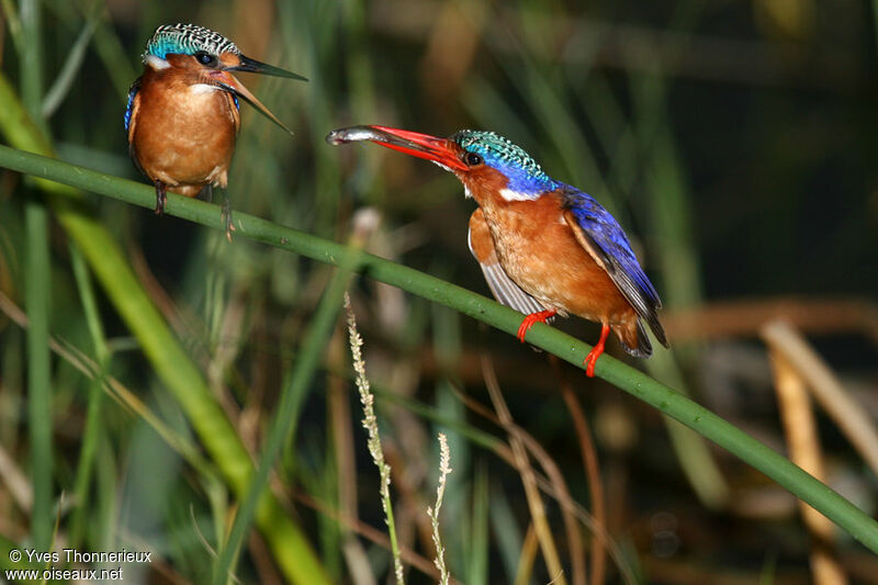 Malachite Kingfisher, Reproduction-nesting