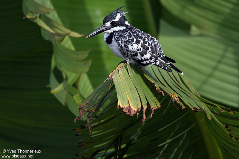 Pied Kingfisher