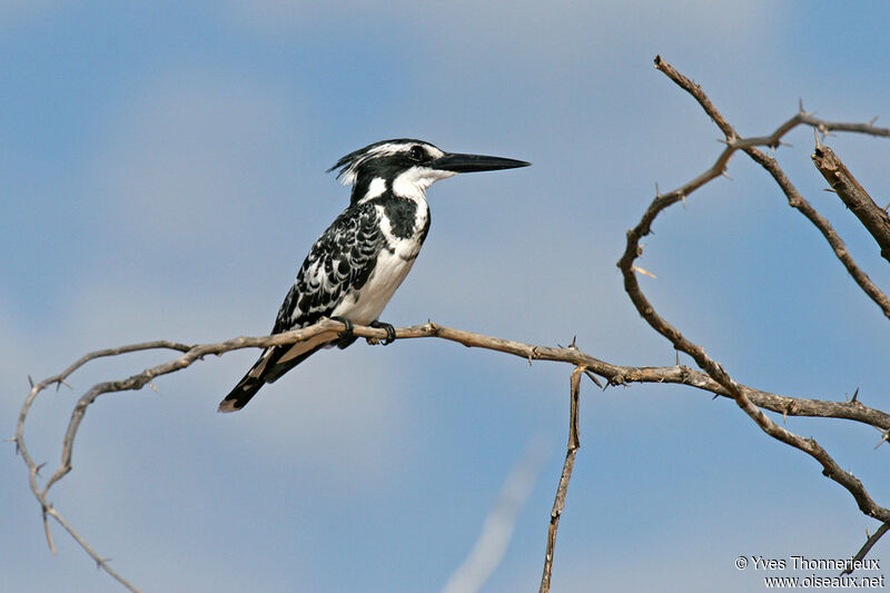 Pied Kingfisher male adult