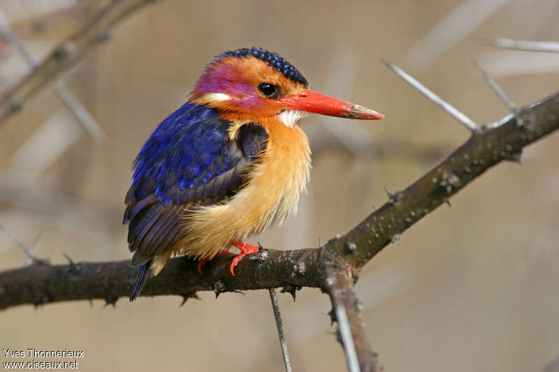 African Pygmy Kingfisheradult, identification