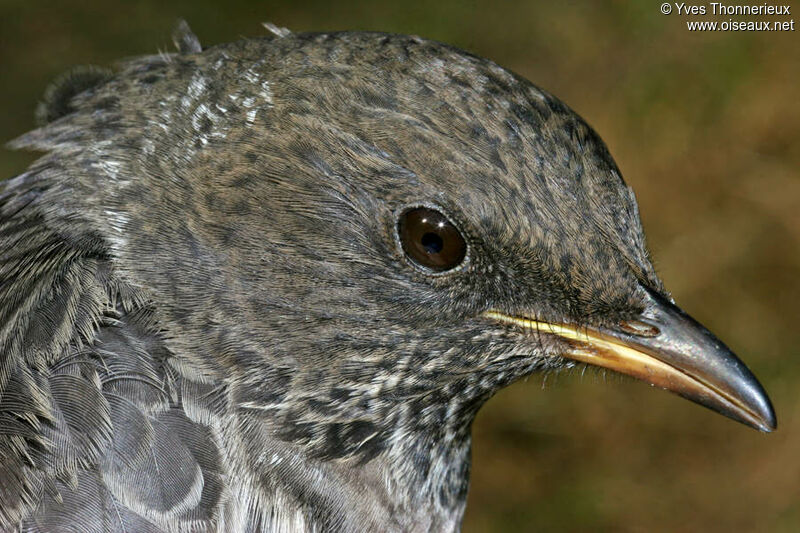 Ring Ouzel