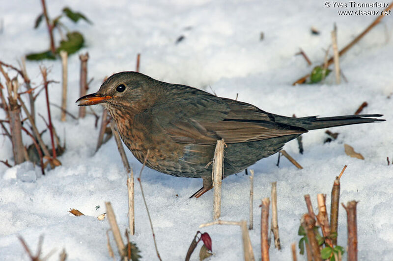 Common Blackbird